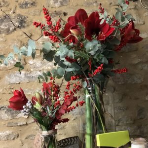 amaryllis and foliage